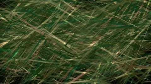 Grass background 動画素材 327392