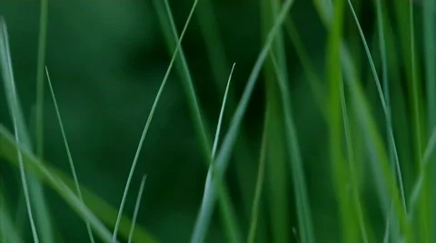 Grass background Stock Footage 709944