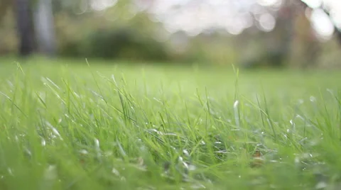 The Grass Background Stock Footage 31404536