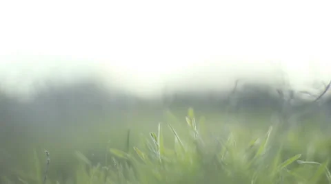 Grass Background Stock Footage 33485161