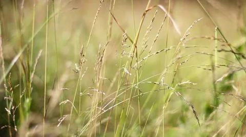 Grass background Stock Footage 40158907