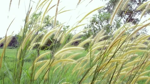 Grass Background Видео 49676029