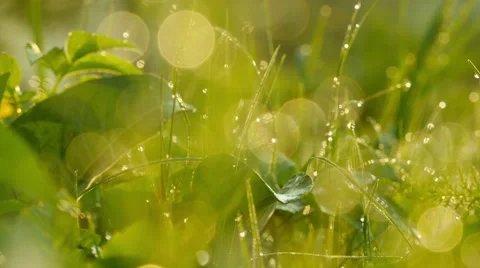 Grass background. Stock Footage 51396626
