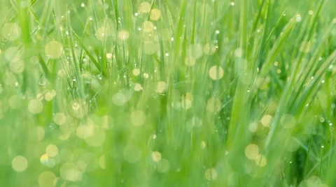 Grass background Stock Footage 53763674