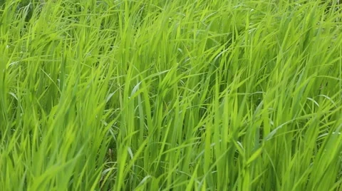 Grass background Stock Footage 67553097