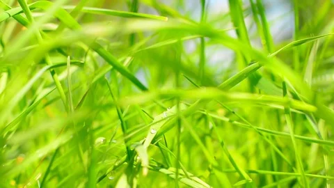 Grass background Stock Footage 75084551