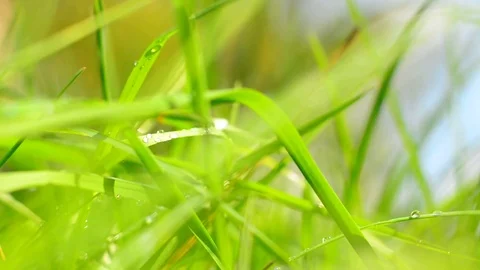 Grass background Stock Footage 75131418