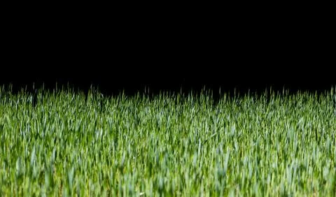 Grass background with green texture. Grass overlay for advertising design. Gr Stock Photos