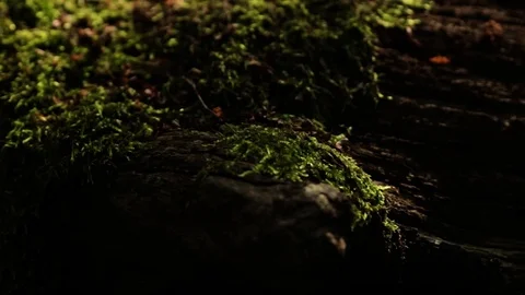 Grass background grew on a log Stock-Footage 113132547