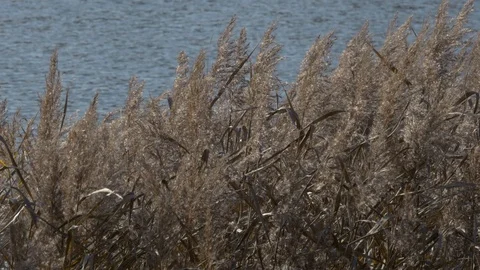Grass On A Background Of Lake In Motion Stock Footage 98315376