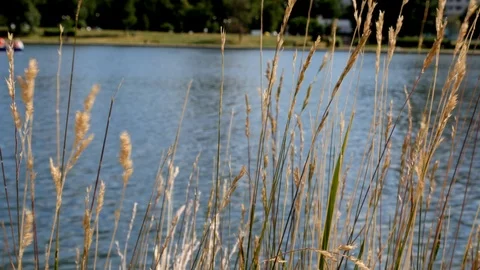 Grass On A Background Of Lake In Motion Stock Footage 111280653