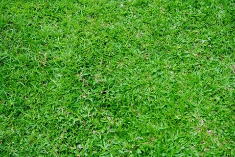 Grass background lawn Stock Photos
