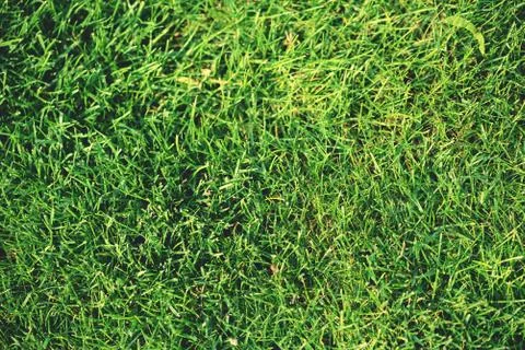 Grass background. natural fullframe background. Stock Photos