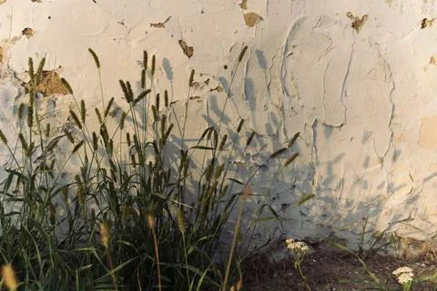 Grass on the background of an old wall Stock Photos