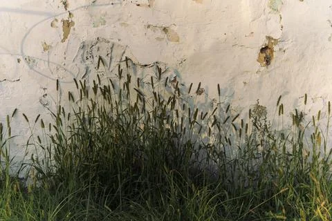 Grass on the background of an old wall Stock Photos