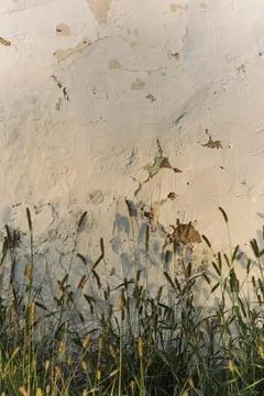 Grass on the background of an old wall Stock Photos