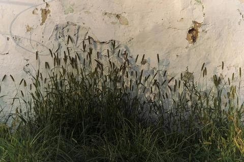 Grass on the background of an old wall Stock Photos