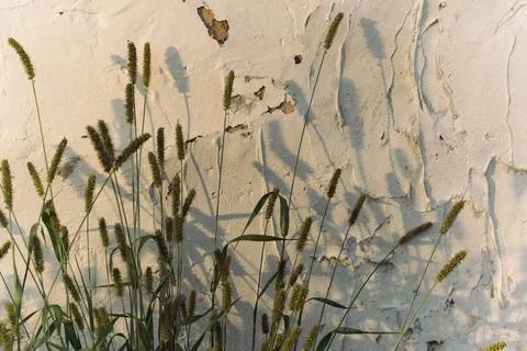 Grass on the background of an old wall Stock Photos