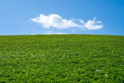 Grass background. Pasture grassy pattern. Green meadow. Green grass land. Summer Stock Photos