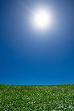 Grass background. Pasture grassy pattern. Green meadow. Green grass land. Summer Stock Photos