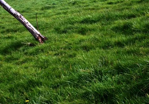 Grass background Stock Photos