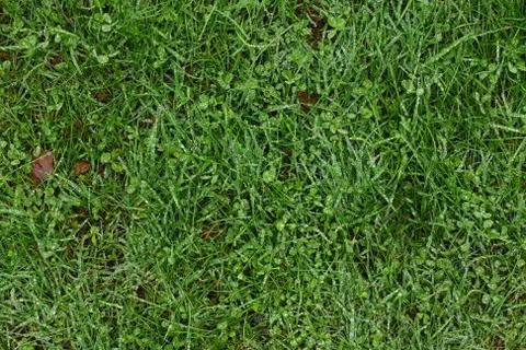 Grass background Stock Photos