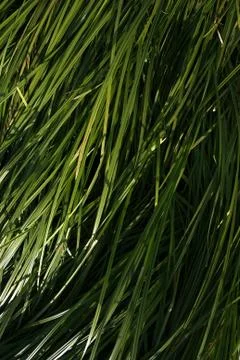 Grass background Stock-Fotos