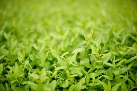 Grass background Stock Photos