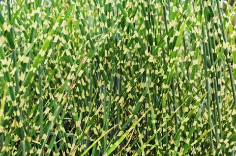 Grass background Stock Photos