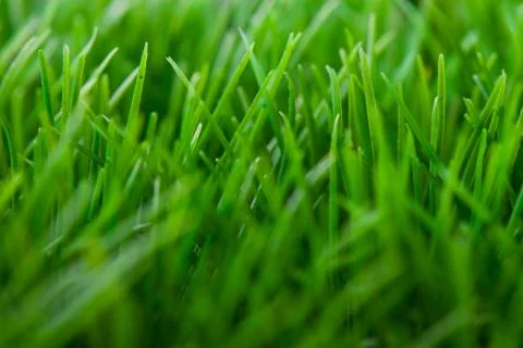 Grass background Foto stock