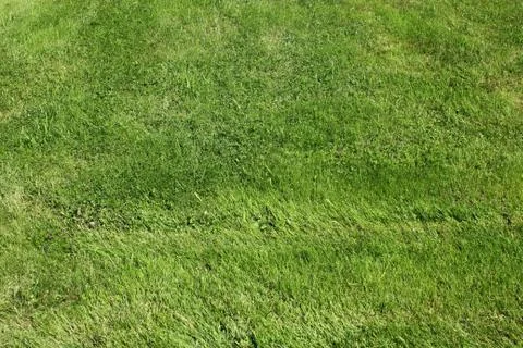 Grass background Stock Photos