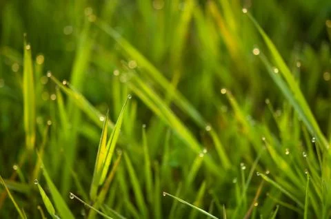 Grass background Фото