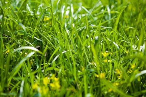Grass background Stock Photos