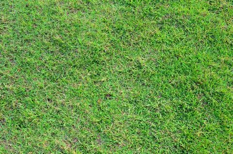 Grass background Stock Photos