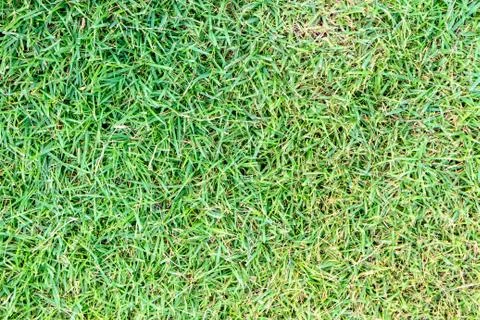 Grass background Stock Photos