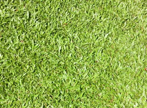 Grass background Stock Photos