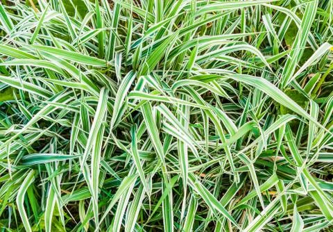 Grass background Stock Photos