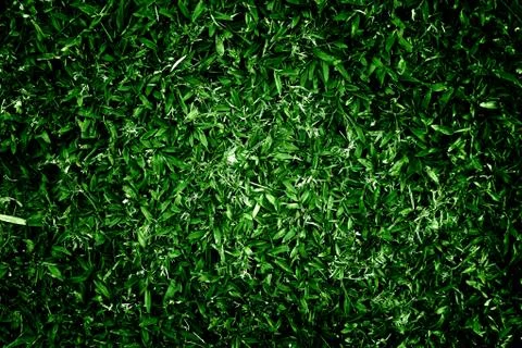 Grass background Stock Photos