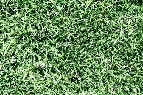 Grass background Stock Photos