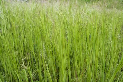 Grass background Stock Photos