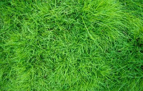 Grass background Foto stock