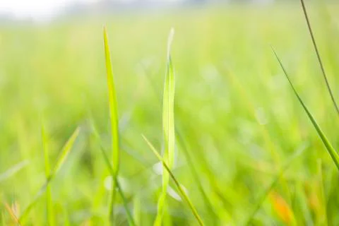 Grass background Stock Photos
