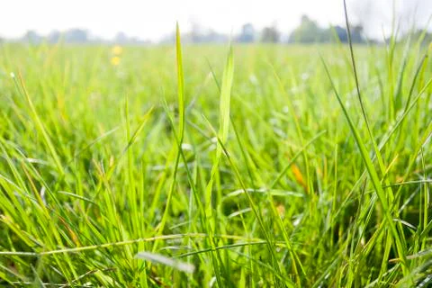 Grass background Stock Photos