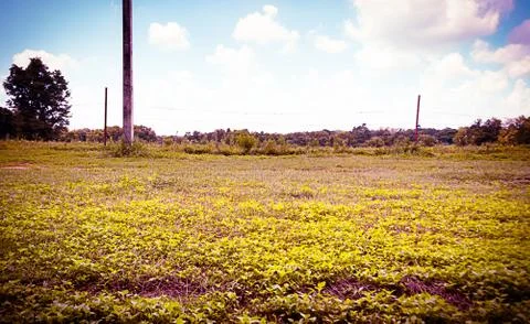 Grass background Foto stock