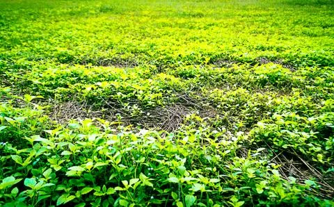 Grass background Stock Photos