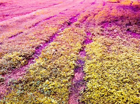 Grass background Stock Photos