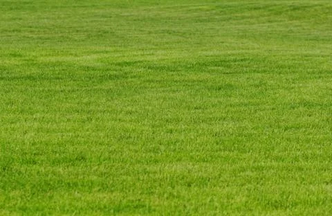 Grass as background Stock Photos