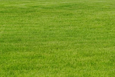 Grass as background Stock Photos