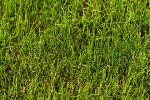 Grass as background Stock Photos