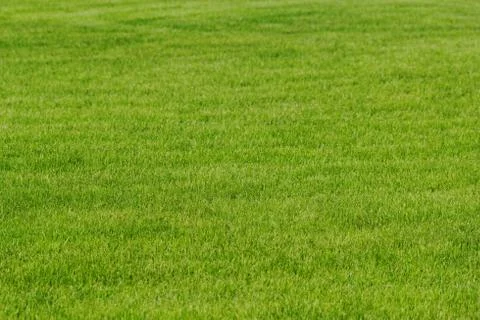 Grass as background Stock Photos